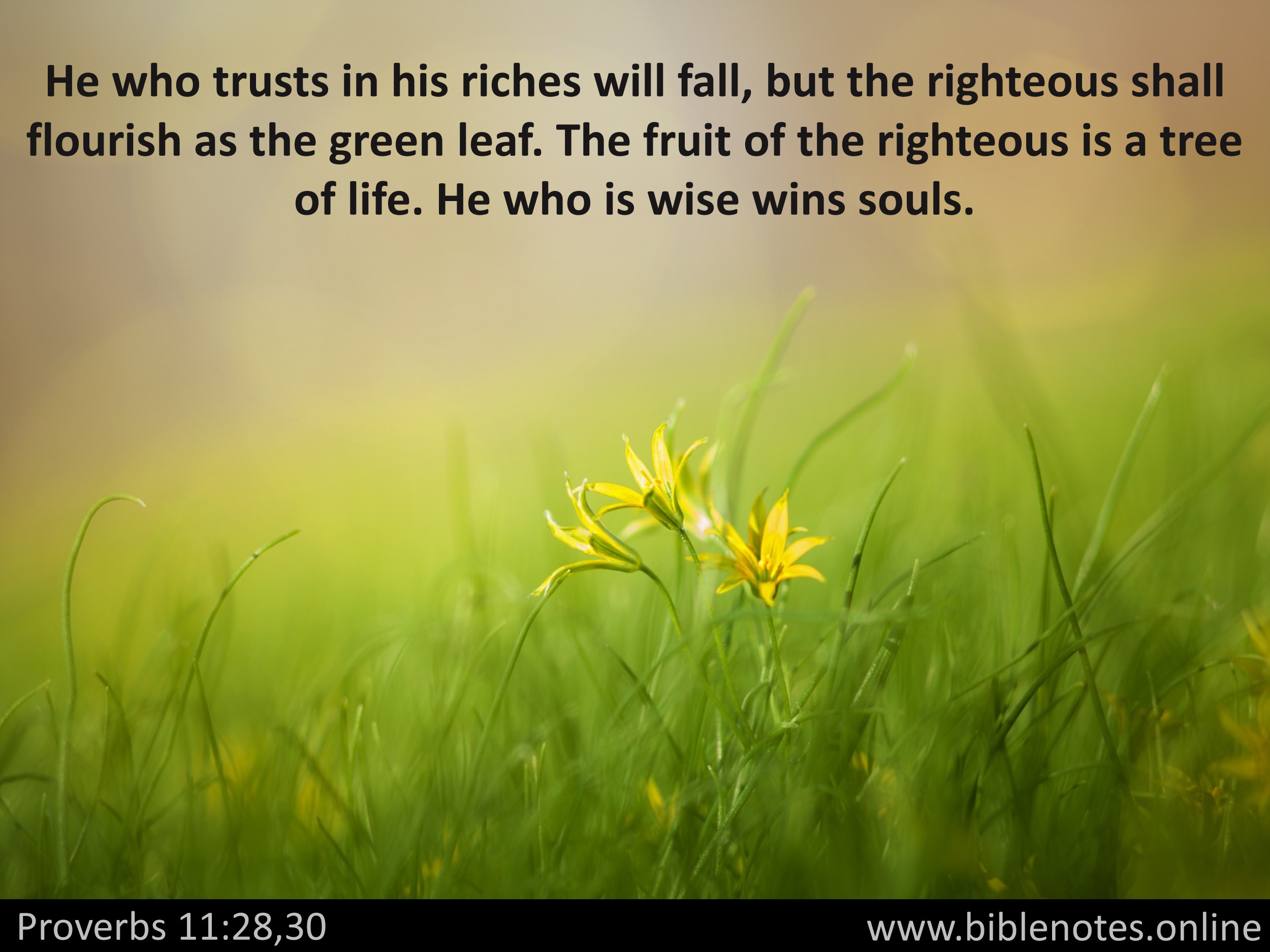 Bible Verse from Proverbs Chapter 11